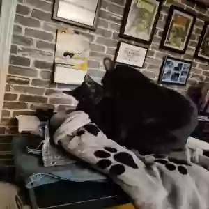 /images/pets/original/2178670_46850_IMG_20250309_181546 (2).webp